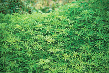No dramatic shift in police treatment of pot